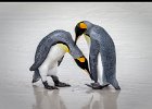 King Penguin Courtship - Paula Martin.jpg